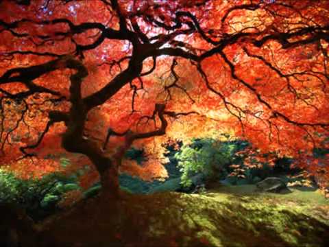 LINDO PAIS. FELICIANO AMARAL