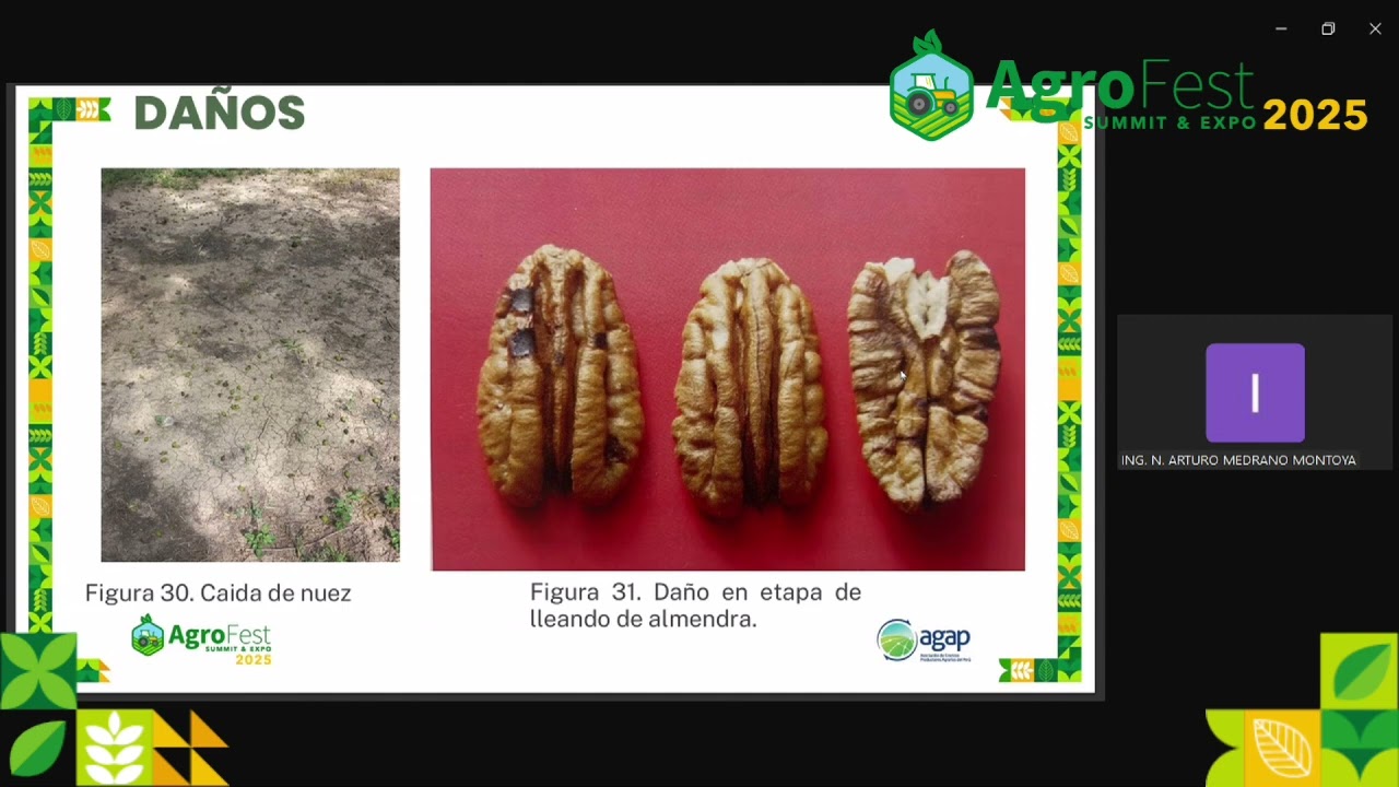 El futuro de la pecana innovación y manejo sostenible