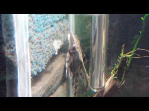 Sturisoma festivum Gelege