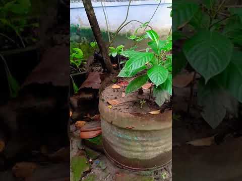 Bullet the black cat and its baby