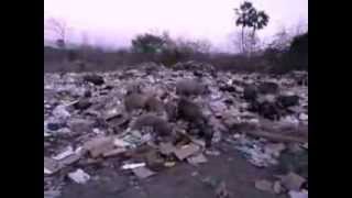 preview picture of video 'Moraújo problema do lixo outubro de 2013'