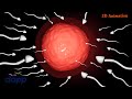 Cleavage And Implantation Fertilization Pregnancy