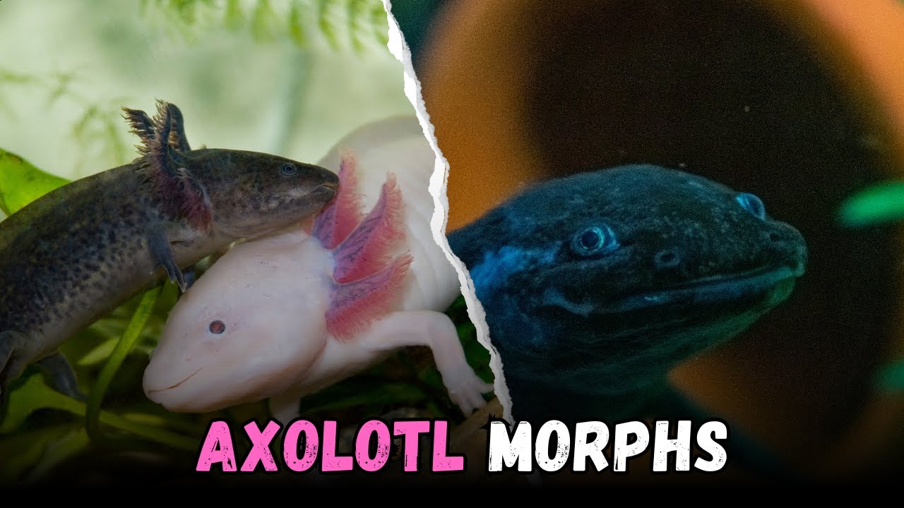 15 Types Of Axolotl Morphs you never heard about before, Buying Cost, Diet, Care Guide for Beginners