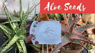 Harvesting Aloe Seeds (an update) + Subscribers Spotlight #3