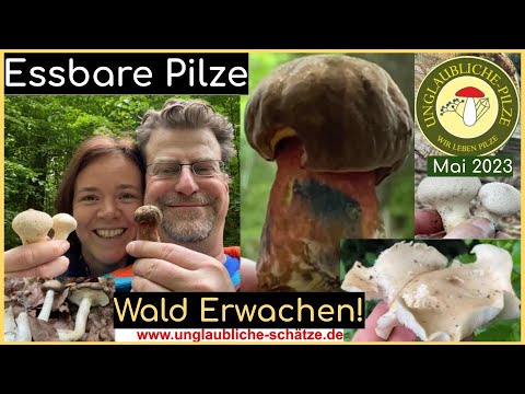 Pilzesuchen im Mai 2023! Stäublinge & Hexenröhrlinge und noch viele mehr! Lecker & pilzig in den Mai