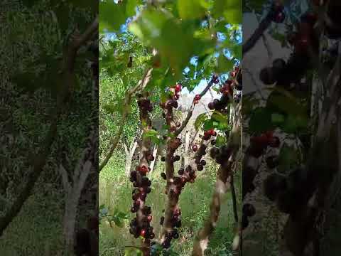 Mostrando belíssimas frutíferas! Jabuticabas,acerolas e pokan!#minasgeraisbrasil#vidanaroça#fazenda