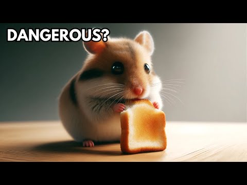Can hamsters eat bread?