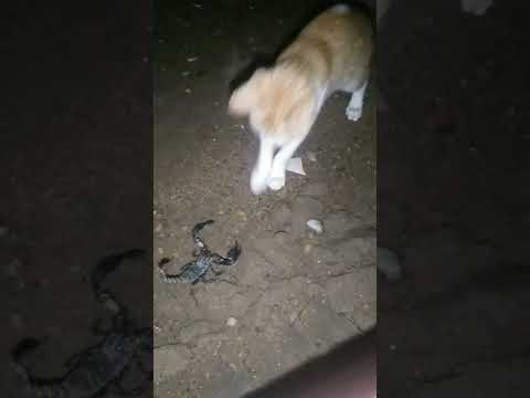 ഭാഗ്യം 🙄🙄ഇവൻ കണ്ടതുകൊണ്ട് രക്ഷപെട്ടു 🙄🙄