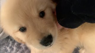 (Be whimpering)Living alone in Tokyo,First night with a golden retriever puppy