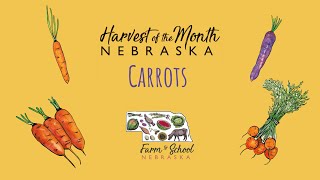 Harvest of the Month: Carrots