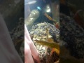 Dr Bubo The Friendliest Fish Ever