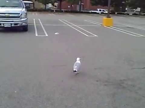 7-23-14 Three Seagulls, Stop & Shop Parking Lot, Malden, MA