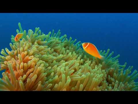 Wonderful underwater world part Two- Australia and Oceania Cudowny podwodny świat część 2