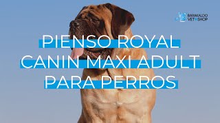 ▷ Pienso 【 ROYAL CANIN MAXI ADULT 】 - Barakaldo Vet Shop 🐕