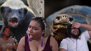 The Biggest Aura Moments In The Animal Kingdom