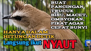 Download lagu Suara panggilan trucukan  gacor TARUNG ROPEL PANJANG pancingan trucukan agar bunyi dijamin ampuh mp3