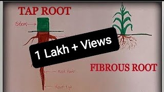 How to draw tap root and fibrous root.by Study ScienTar