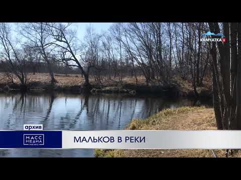 Мальков в реки | Новости Камчатки | Происшествия | Масс Медиа