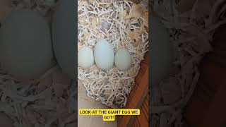Let's  Collect Today's Eggs! A HUGE Surprise! #fun #backyardchickens  #food #love #chicken #funny