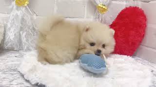 ポメラニアンの動画02