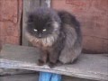 Песня кота и собаки... 