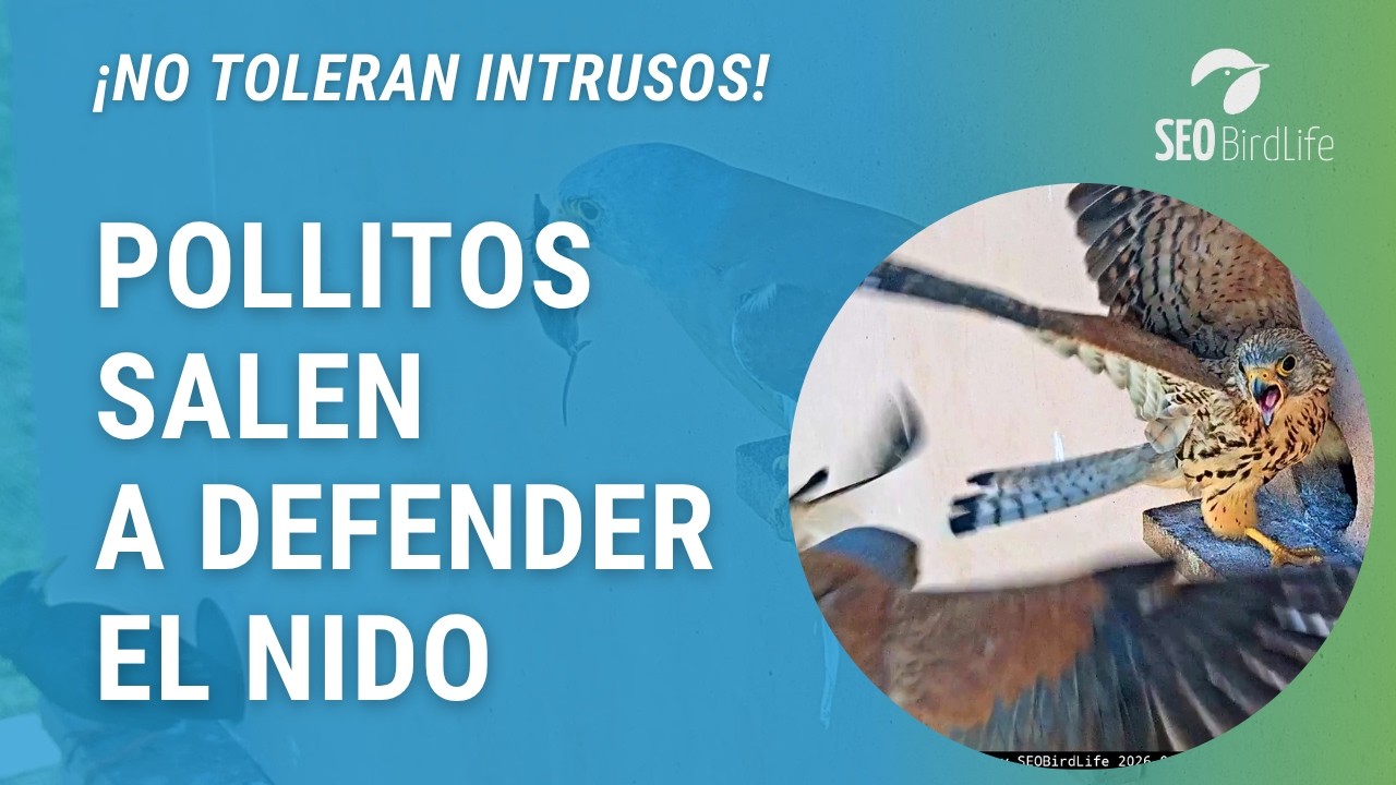 DEFENSA NUMANTINA 🐥🐥🐥🐥⚔⚔🦅🦅 ·  Cernícalos primillas ·  Parque Nacional de Cabañeros.