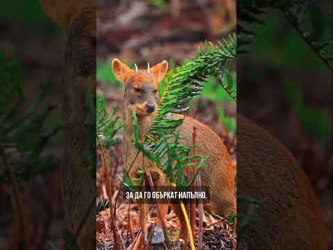 Най малкият елен в света! 🦌 - Пуду