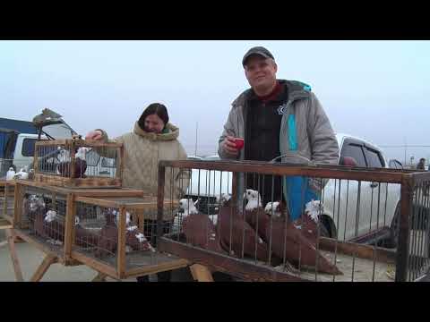 Bird market. Slavyansk-on-Kuban. [February 15, 2026]