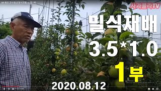 사과M9 홍로 과수원(초밀식과원) 소개[1부]