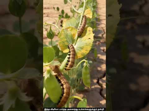 ஜீப்ராவின் பட்டாணி செடி ஆனால் பாட்டி😭 #ai #aivideo #aishorts #zebra #granny