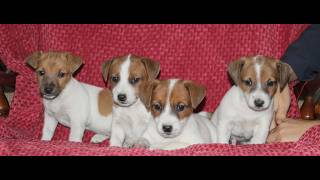 Video preview image #1 Jack Russell Terrier Puppy For Sale in KIRKWOOD, PA, USA