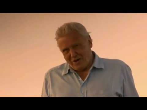 Happy 93rd Birthday to Sir David Attenborough-Life in cold blood