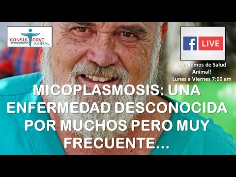 , title : 'MICOPLASMOSIS: UNA ENFERMEDAD DESCONOCIDA PERO MUY FRECUENTE'