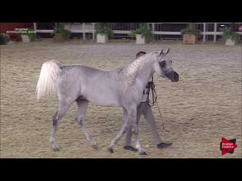 N.126 NAYEF UMM ALUDHAM - 2019 Qatar International show - Stallions 4 to 6 Years Old (Class 10)