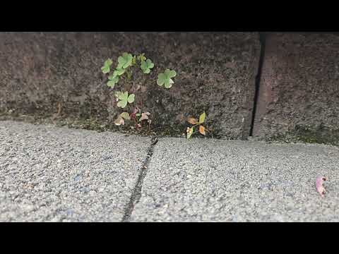 Ants Taking a Step by the Backdoor in...