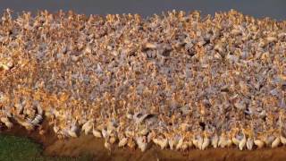 ¿Puedes escucharla    Mercy For Animals   Latinoamérica 1760775697492190