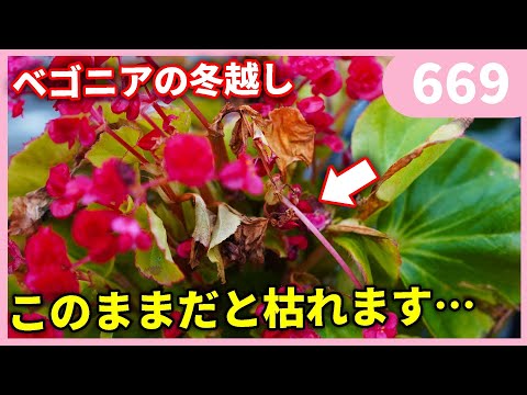 ボリビアのベゴニア焚き火、Begonia boliviensis