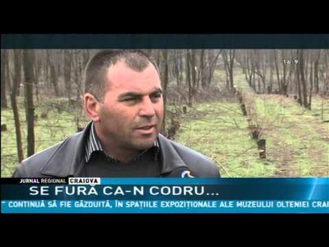 SE FURĂ CA-N CODRU…