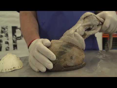 Werkman Academy Basics 07: The complex fixation mechanisms of the hoof - Werkman Hoofcare