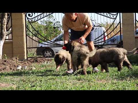 Three adorable Caucasian Shepherd puppies playing around with their breeder from Titans Family