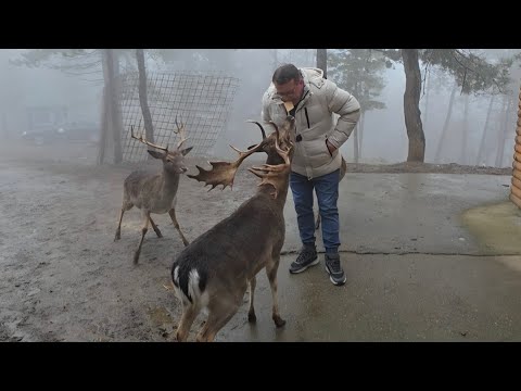Ovo još niste vidjeli – jeleni na Ozrenu ludi za keksom