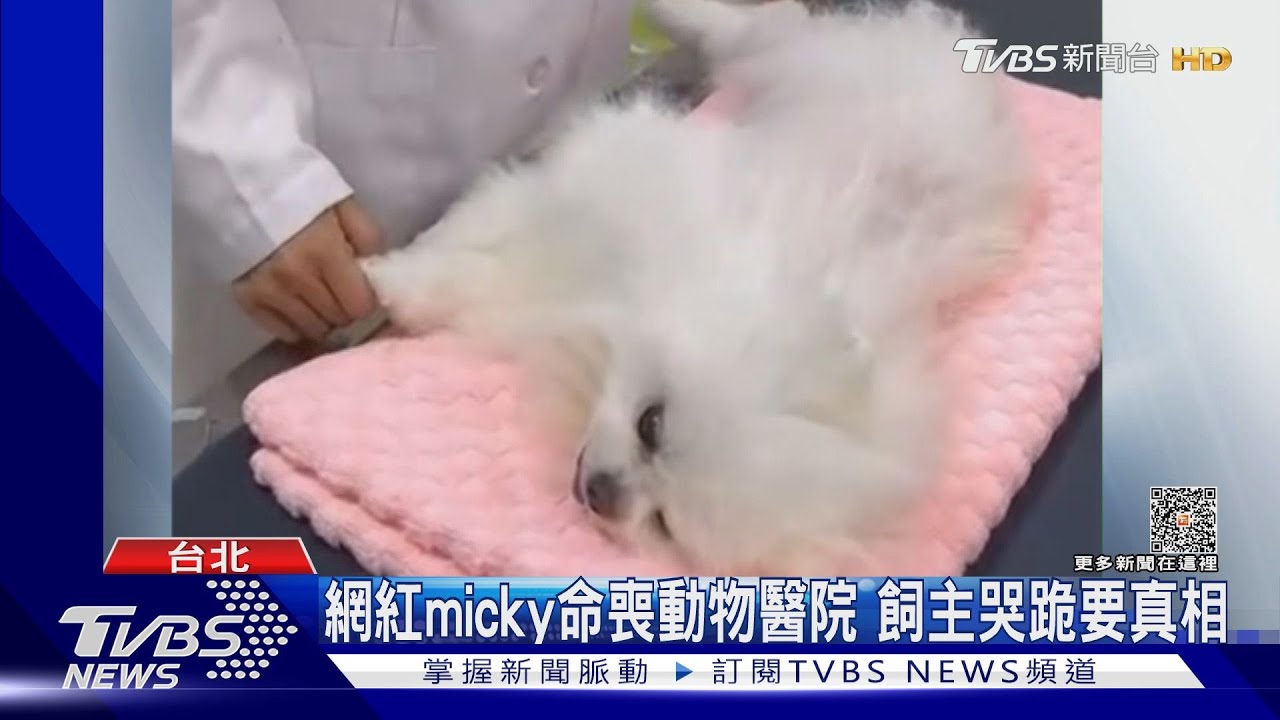 網紅micky命喪動物醫院 飼主哭跪要真相