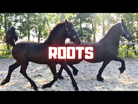 What Are My Roots? | What’s Scary This Time? | Just as Good as His Brother? | Friesian Horses