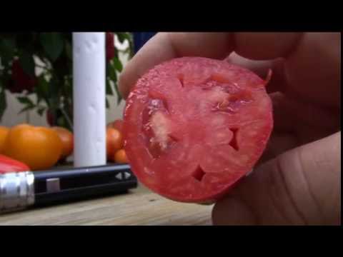 , title : '⟹ Jersey Devil Tomato, Solanum lycopersicum, Tomato Review'