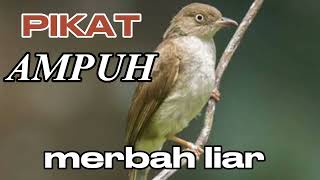 Download lagu MERBAH, SUARA PIKAT BURUNG MERBAH LIAR mp3 Download lagu MERBAH, SUARA PIKAT BURUNG MERBAH LIAR mp3