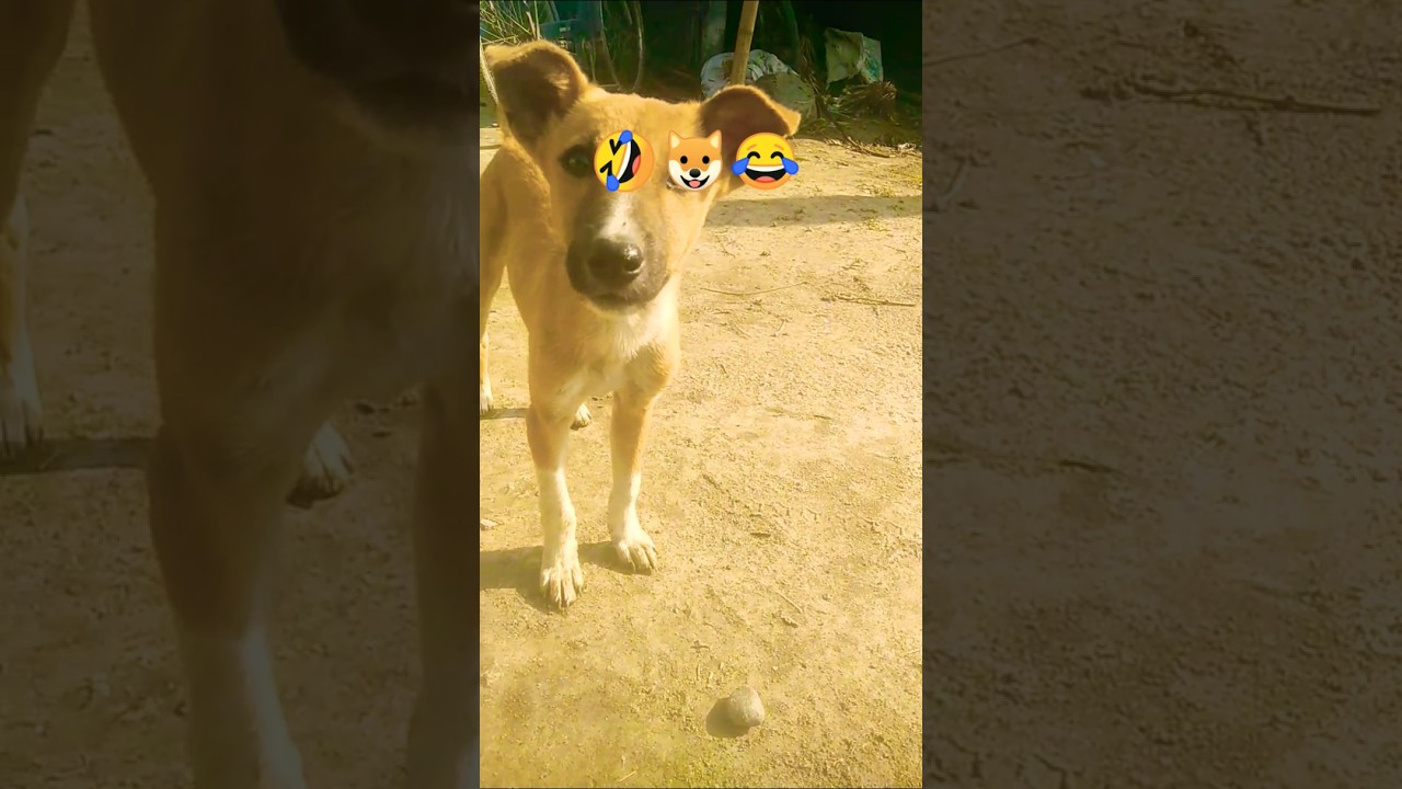 #asthetic #dogs #viralvideo #funny #trendingshorts #tweetreels #newtrend #labrador #petlover