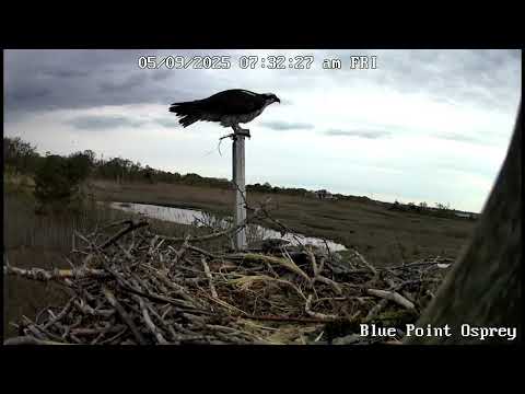 May 9, 2025-morning Osprey nest building, male continues to deliver meals, reduced mating activity