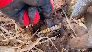 Download lagu GERMAN WWII SOLDIER FOUND / WWII METAL DETECTING mp3