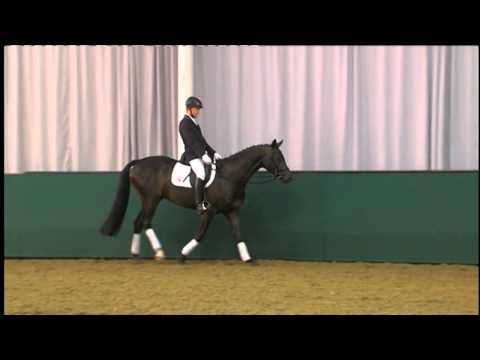 30 Fiderhall v.Fidertanz/Donnerhall (44.NRW Elite-Auktion) www.westfalenpferde.de