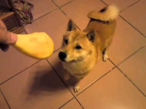 皮蛋吃雞腿～(原發表者:皮蛋哥)(影片)